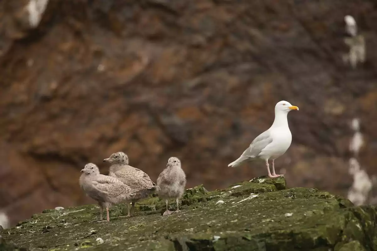 el Silver Wind :  cabine 21