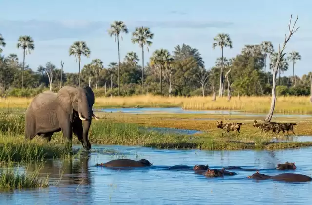 Reserva de Moremi
