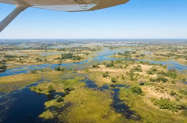 Maun