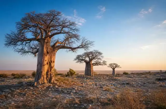 Baobabs de Nxai Pan