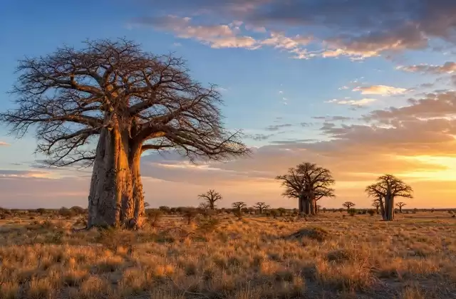 Baobabs de Nxai Pan