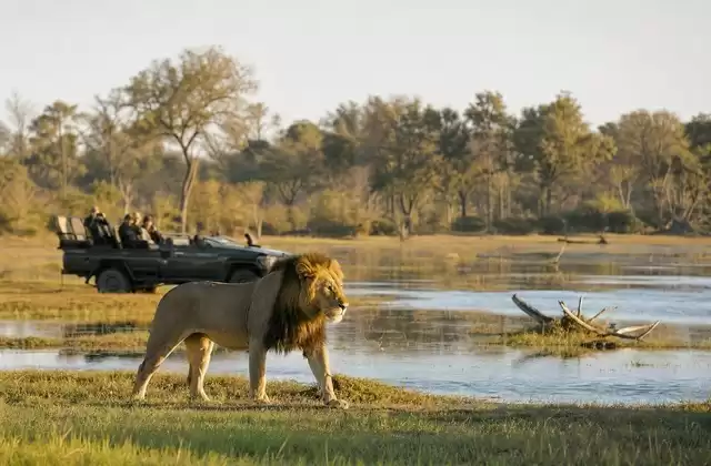 Reserva de Moremi