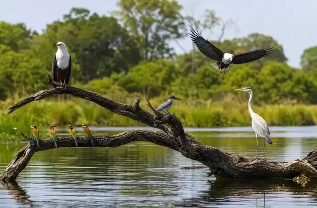 Observación de aves