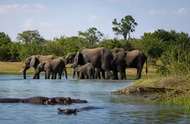 Safari en barco en el río Chobé