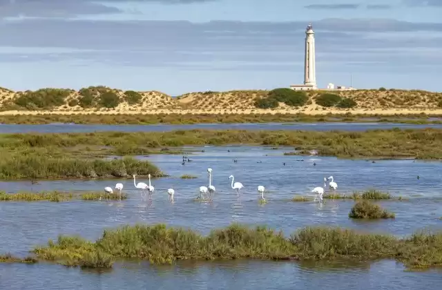 El parque de Doñana y el estuario